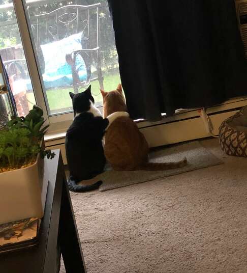 Cat comforts his brother during thunderstorm