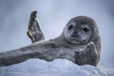 seven worlds one planet weddell seal pup