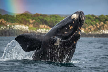seven worlds one planet right whale