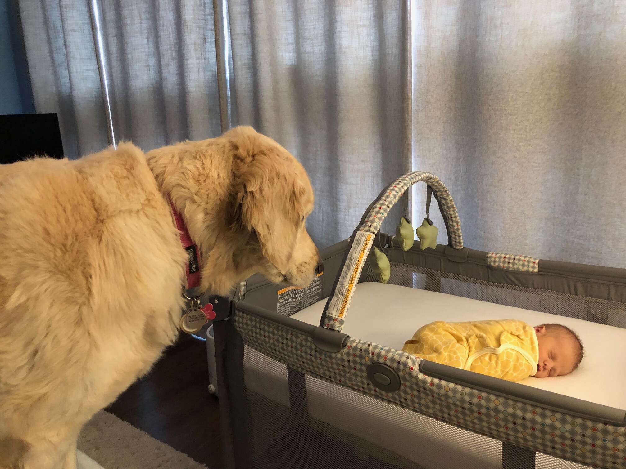 Lucy the golden retriever checks on new baby