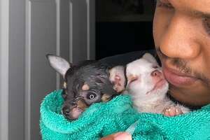 Teeny-Tiny Rescue Puppies Show Their Dad How To Love Again