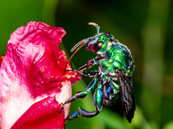 Green orchid bee with a very long tongue