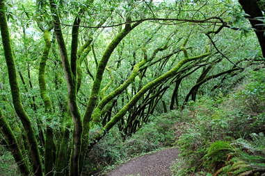 Huckleberry Botanical Regional Preserve
