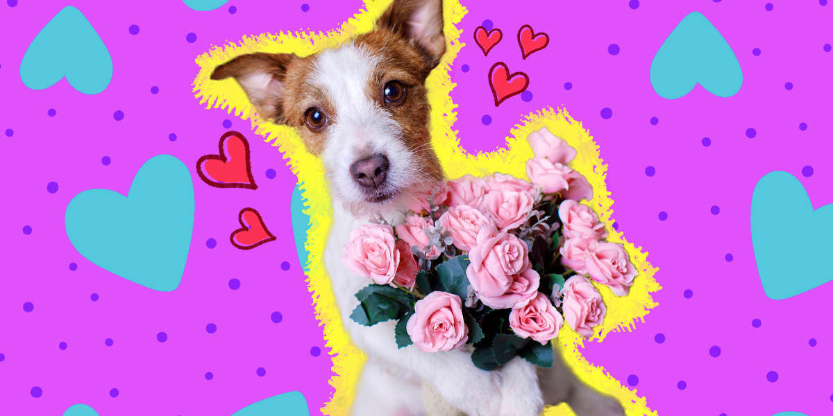 Does My Dog Love Me? DodoWell The Dodo