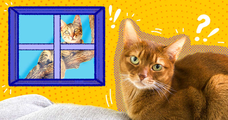Outdoor to top indoor cat