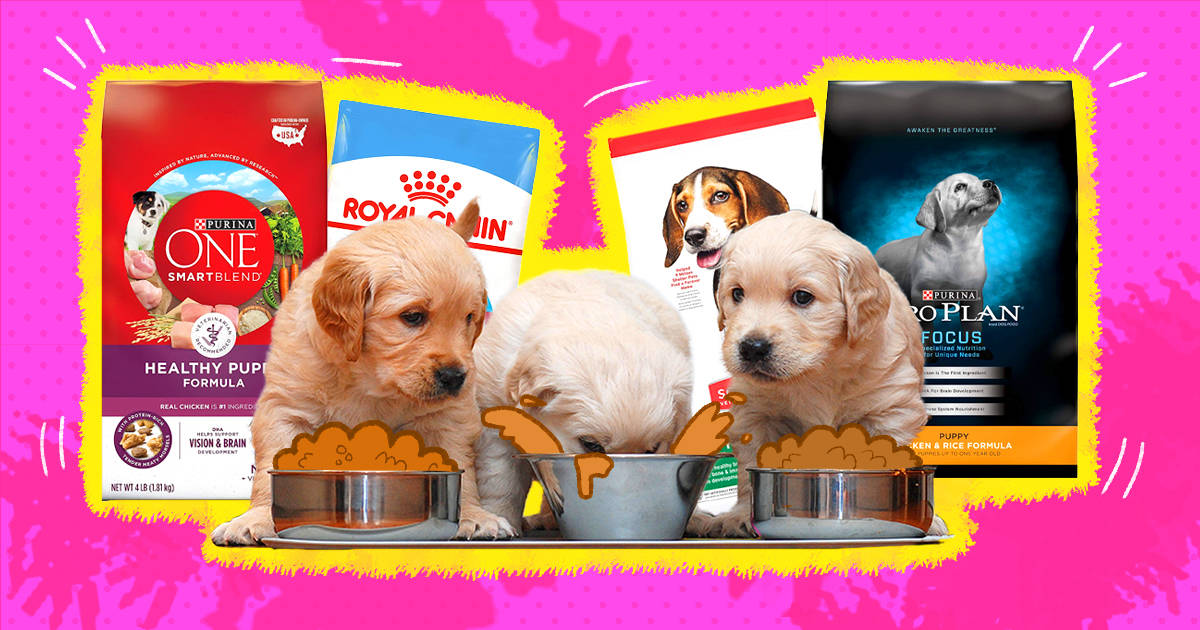 What is the best food to feed a puppy sale