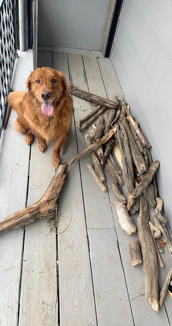 Dog shows off massive stick collection