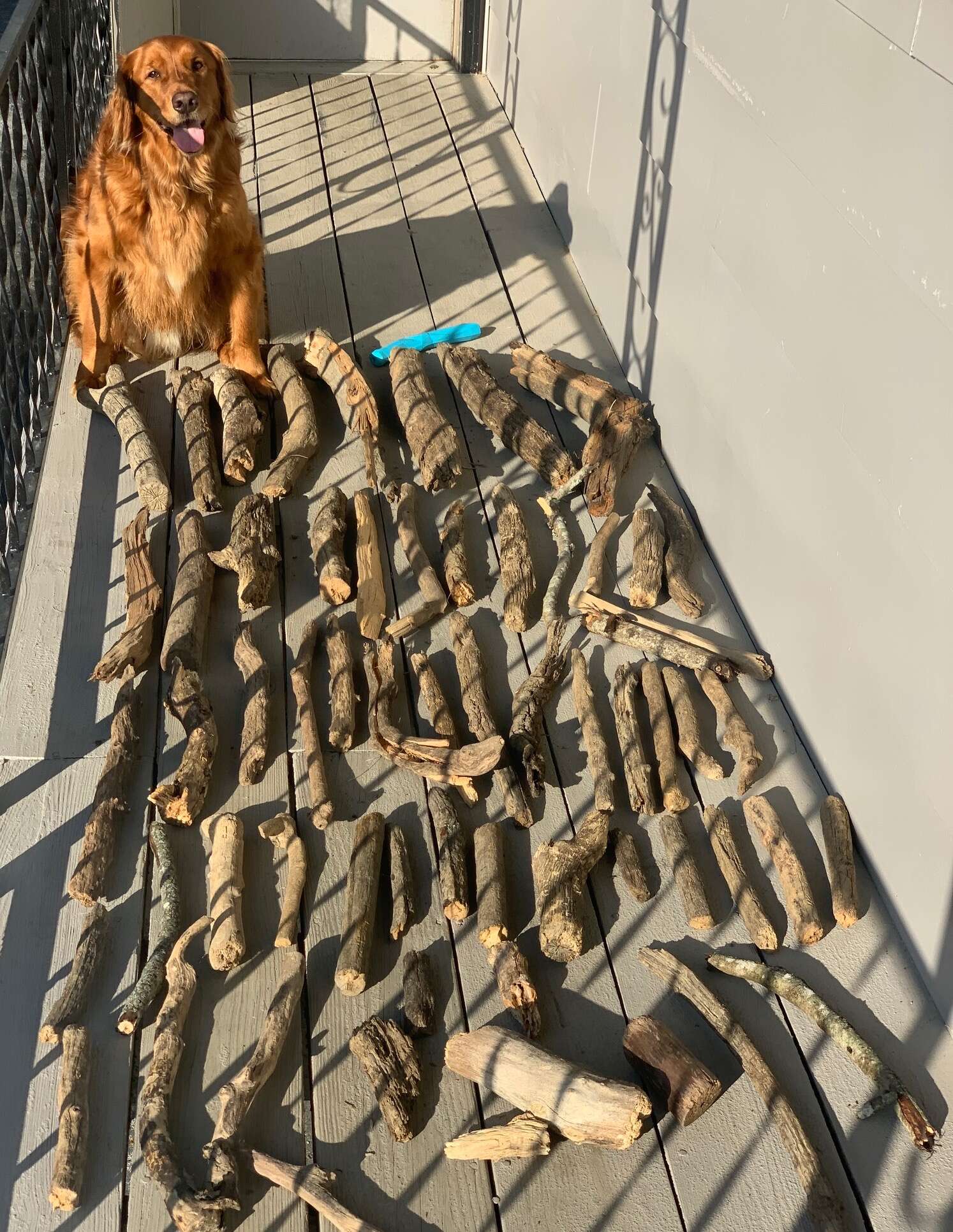Dog shows off his collection of sticks