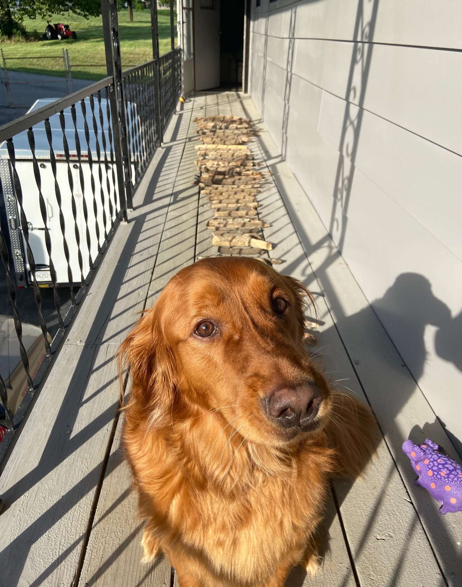 Golden retriever has a large stick collection