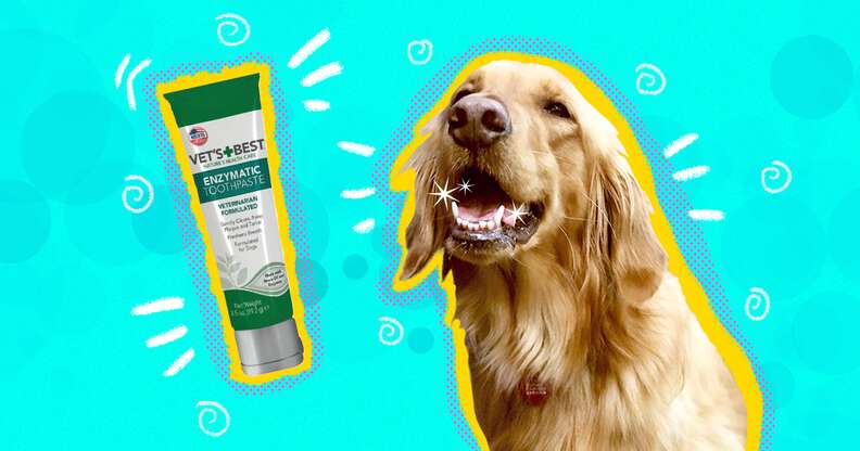 Best canine toothpaste sale