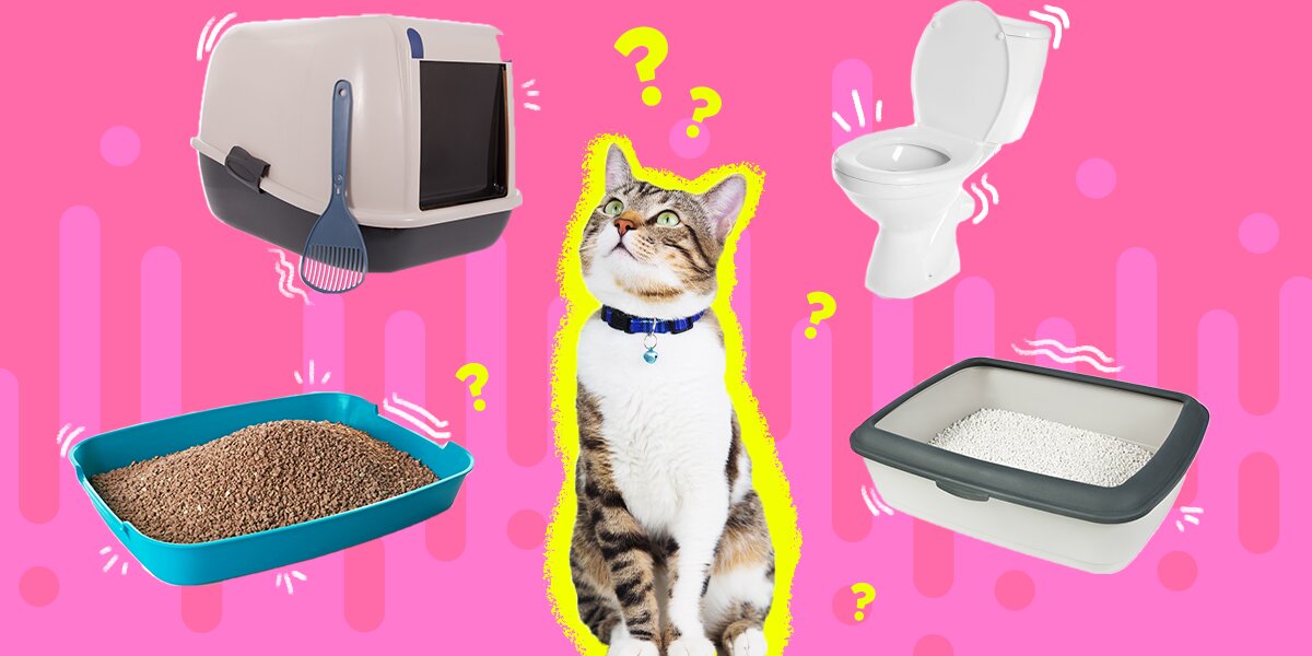 How To Pick The Best Cat Litter Box - DodoWell - The Dodo