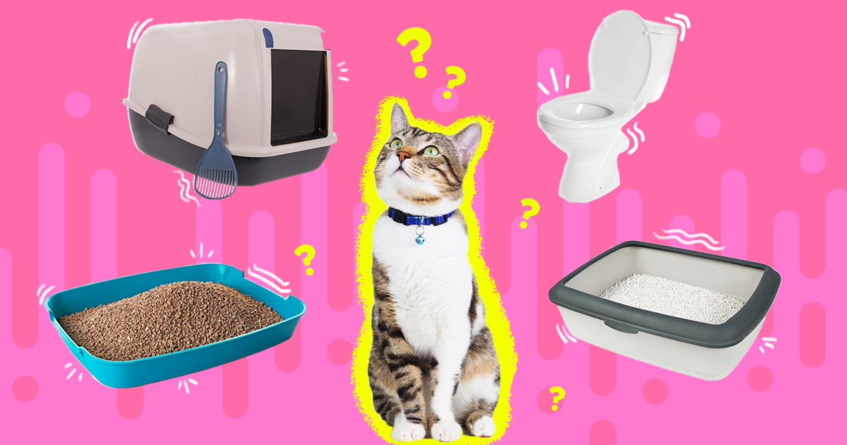 Self-Cleaning Litter Box: The 4 Best Ones For Hands-Free Scooping -  DodoWell - The Dodo