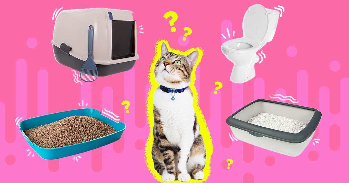 Cat with Litterboxes