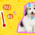 Dog with heatstroke 