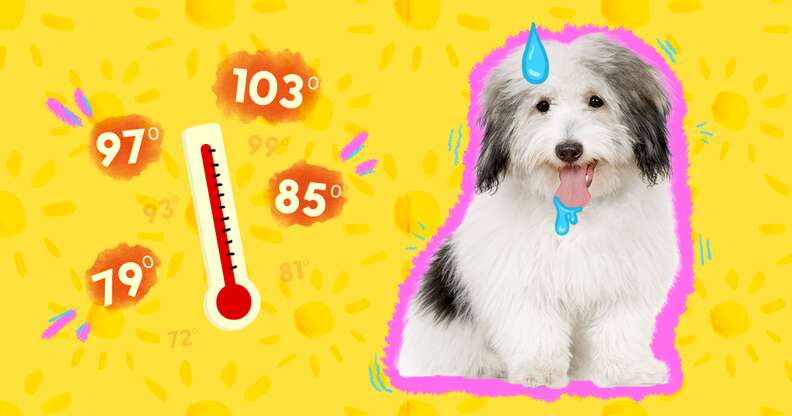 Dog with Heatstroke