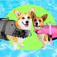 dogs in lifejackets