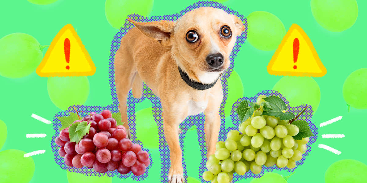 how long does it take to show grape toxicity in dogs