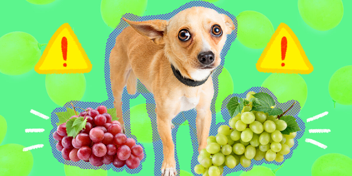 Are raisins and grapes bad for dogs best sale