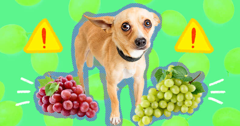 Scared dog ate grapes