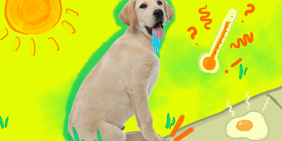 What Temperature Is Too Hot To Walk A Dog? Here’s The Answer From A Vet
