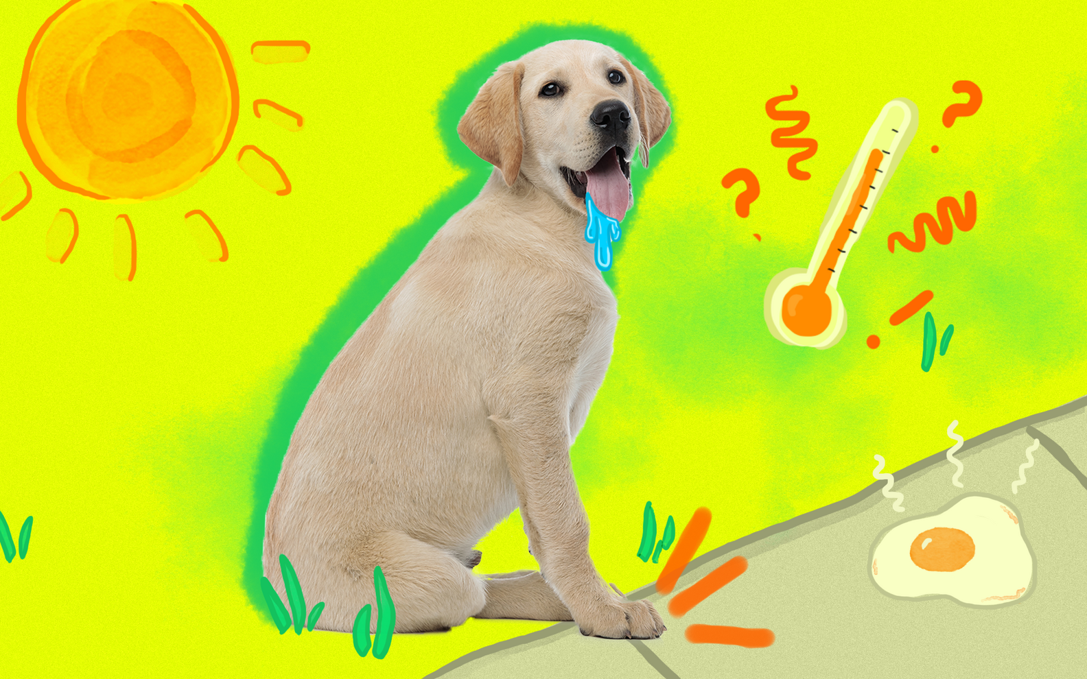 What Temperature Is Too Hot To Walk A Dog? Here’s The Answer From A Vet