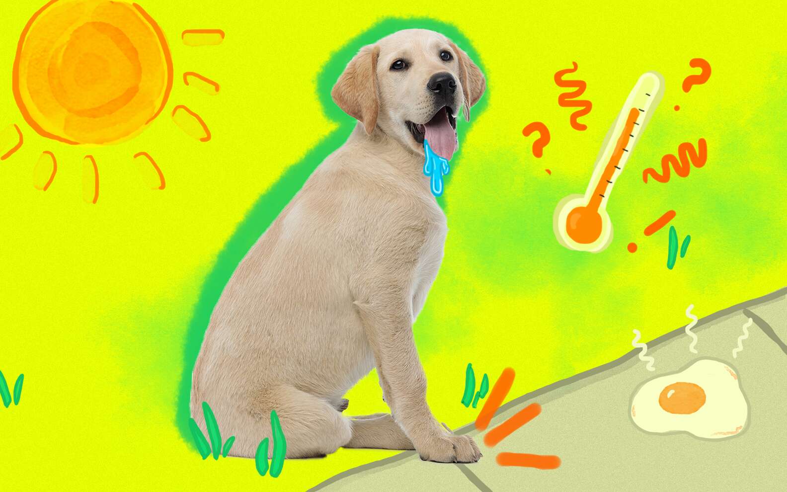 What Temperature Is Too Hot To Walk A Dog Here s The Answer From A Vet 