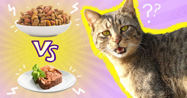 Best dry and shop wet cat food