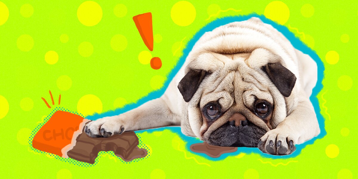 My dog ate one m&m best sale