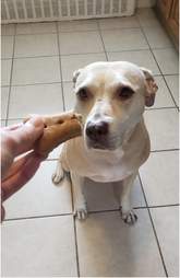 Dog getting a treat