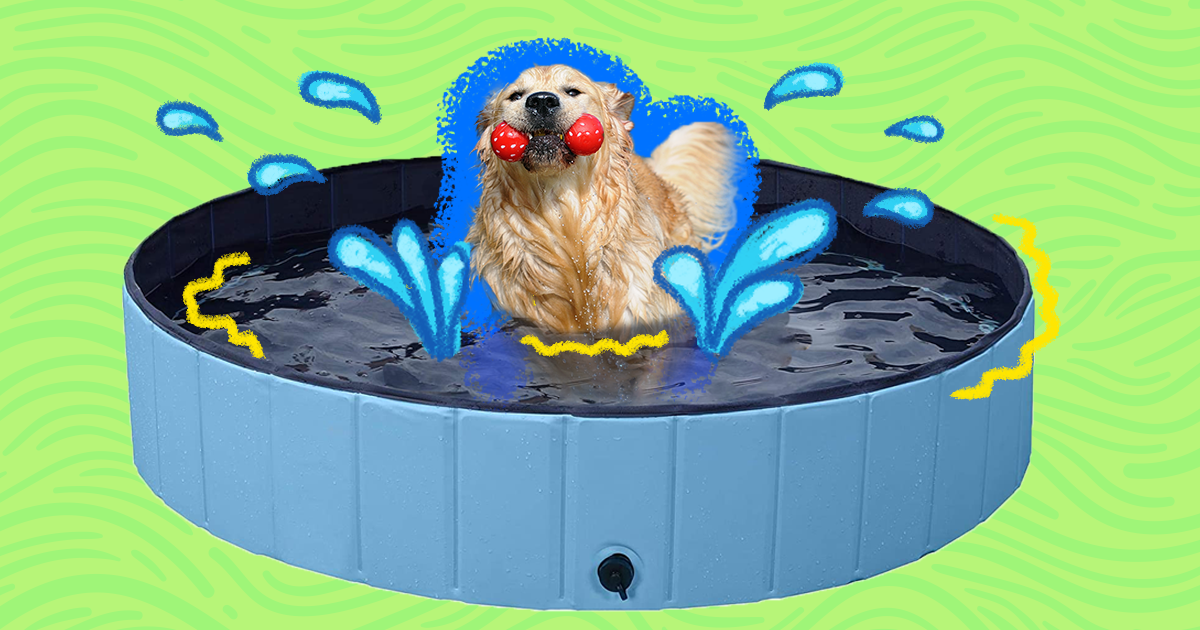 Best dog best sale pools 2019