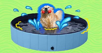 Dog in a swimming pool