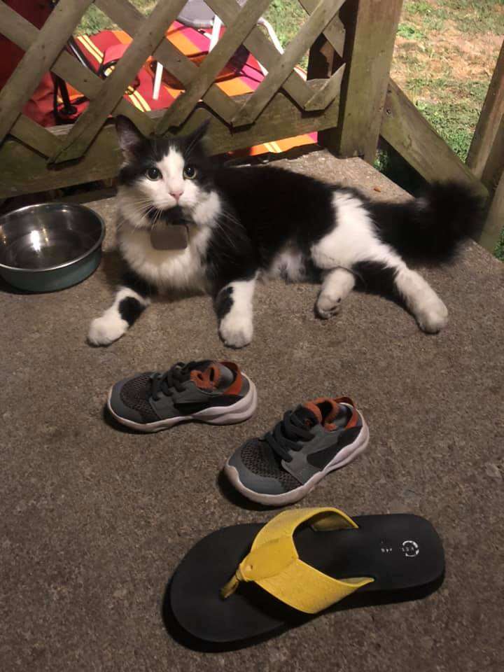 cat steals shoes