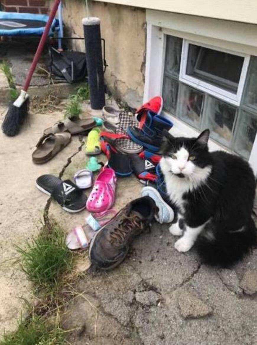 Cat Steals Shoes From All Around His Neighborhood The Dodo