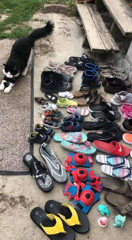 cat steals shoes