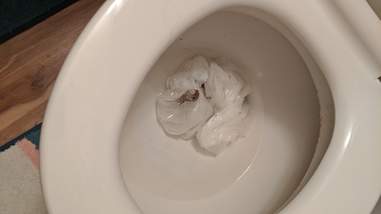 snake in toilet