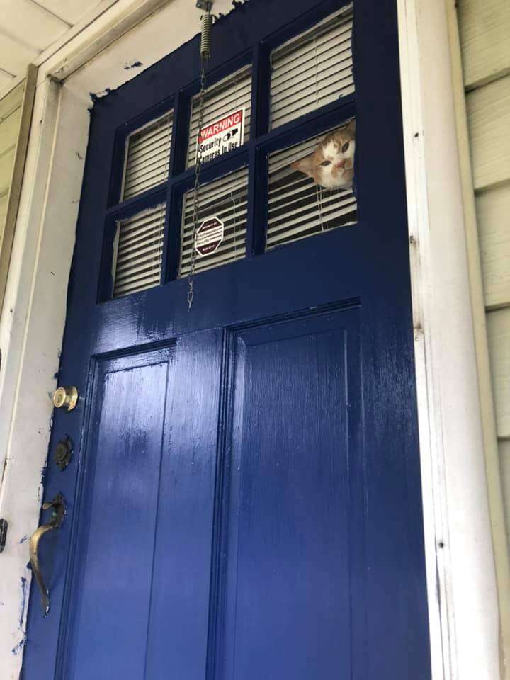 cat wants to go outside