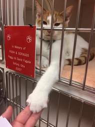 Cat Gets Mad When Mom Won T Let Him Outside The Dodo