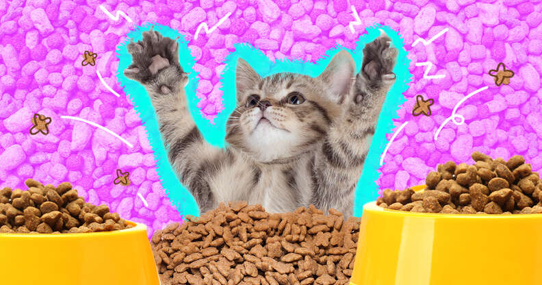 Can i feed clearance a kitten cat food