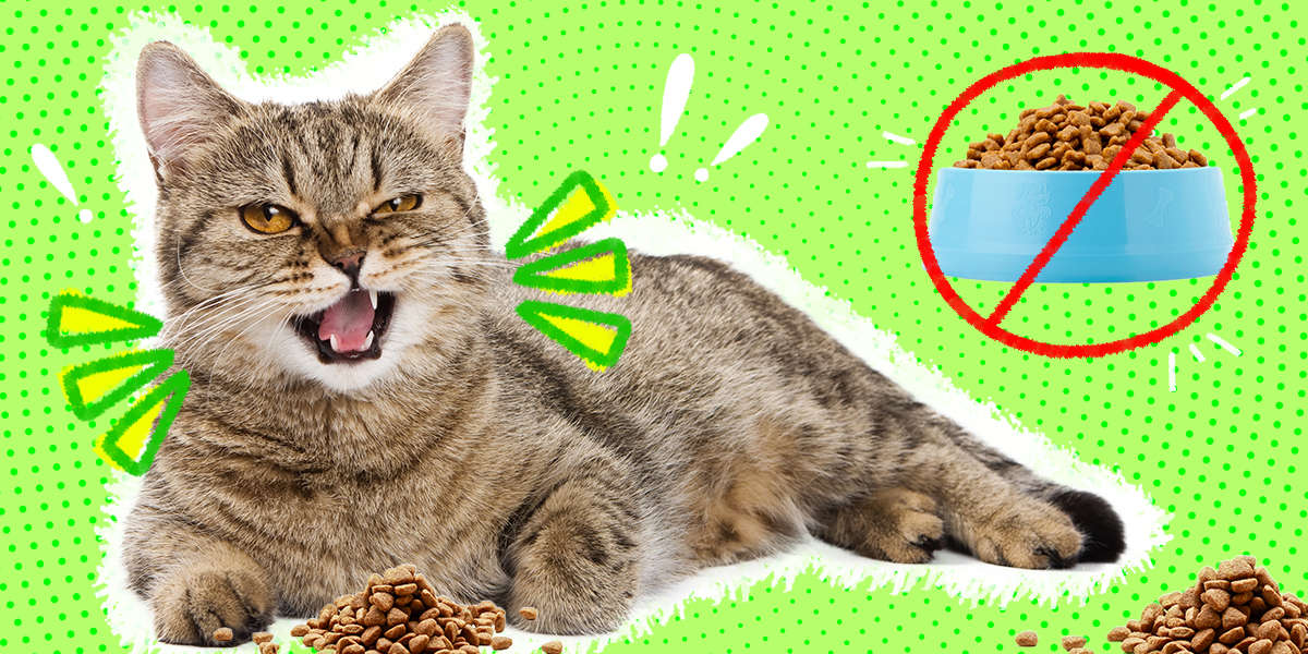 Why Are Cats Such Picky Eaters? DodoWell The Dodo