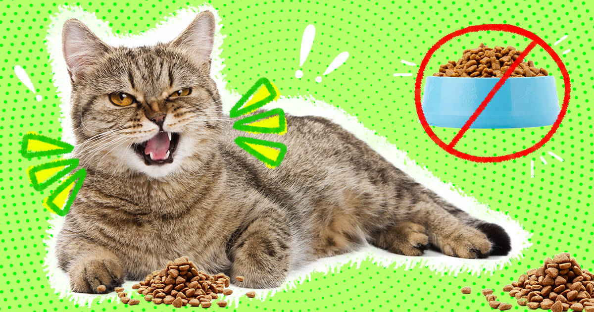 Cat food store for picky eaters