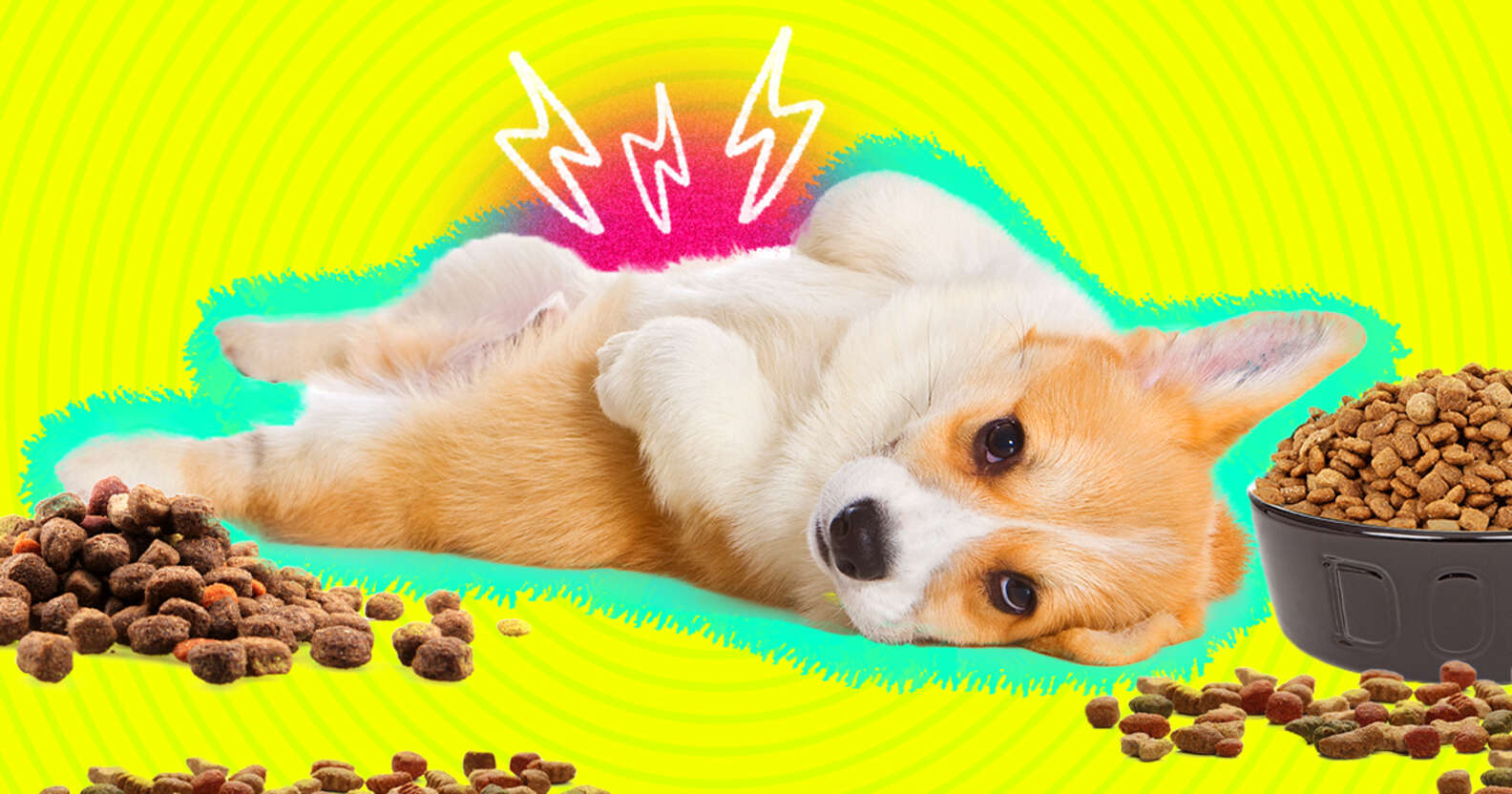 4 Yummy Dog Foods For Sensitive Stomachs - Dodowell - The Dodo