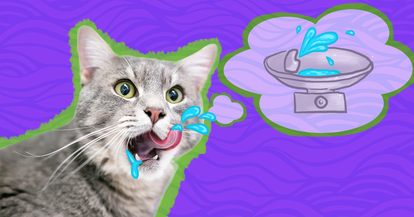 cat water fountain pets at home