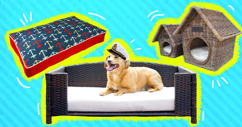 Preppy Dog Accessories You Need To Have - DodoWell - The Dodo