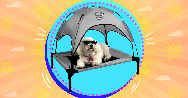 Dog bed outlet for hot weather