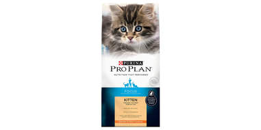 What Should I Feed My Kitten Dodowell The Dodo