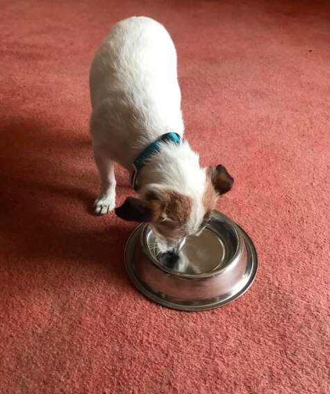 Neville the rescue dog with his favorite bowl