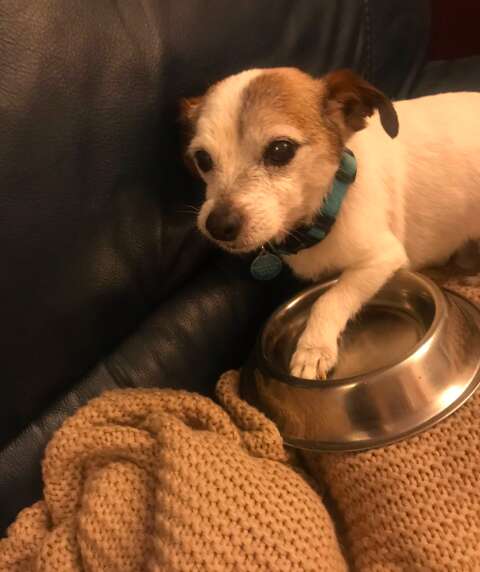 Dog snuggles his food bowl