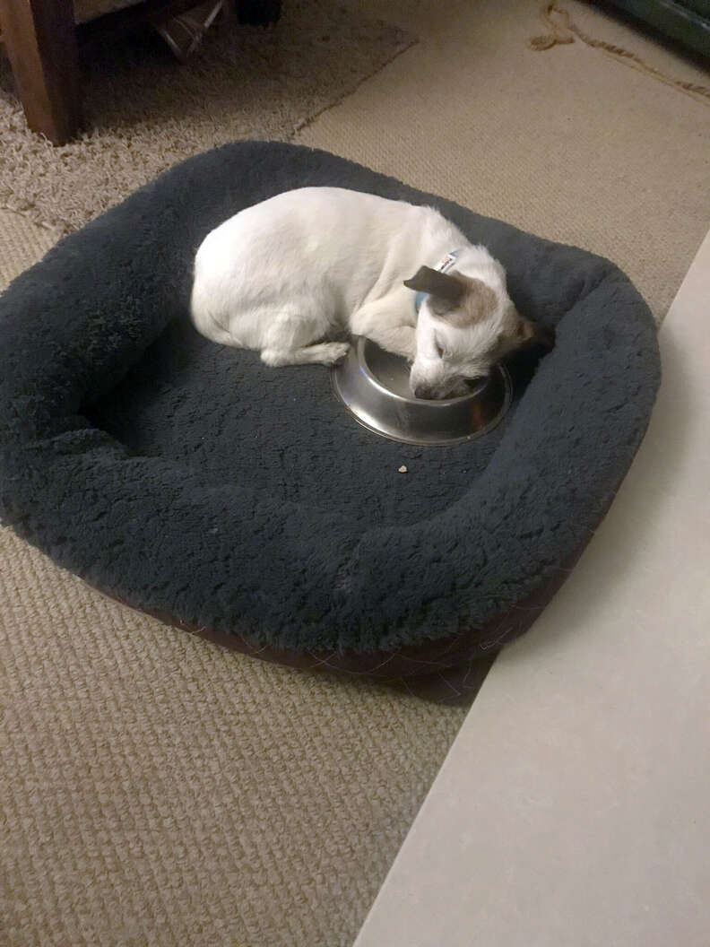 Dog bed 2025 with food bowl