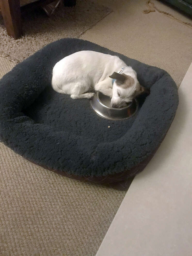Dog sleeps with his food bowl