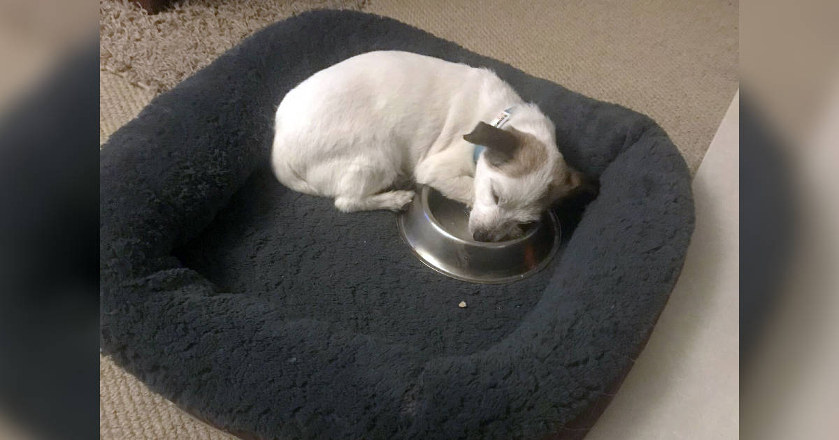 Shelter Dog Sleeps With His Food Bowl Every Single Night The Dodo